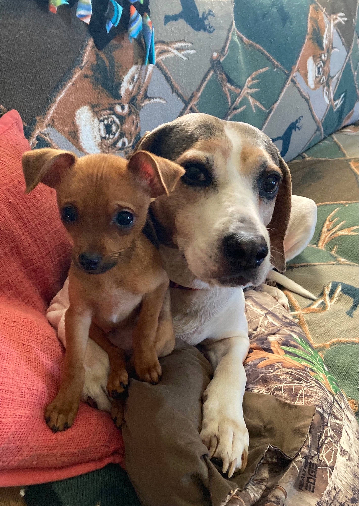 Dusty Squirrel is registered to the contest to win money with this photo: canidae, carnivore, chihuahua, collar, comfort, companion_dog, dog, dog_breed, dog_collar, dog_supply, fawn, irishjacks, non_sporting_group, puppy, puppy_love, snout, sporting_group, toy_dog, whiskers, working_animal