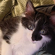 Bluebell joined the competition — help win amazing prizes! kitten, cat, close_up, black_and_white, feline, pet, animal, fur, whiskers, eyes, indoors, blanket, texture, cozy, cute, young, resting, portrait, soft, domestic