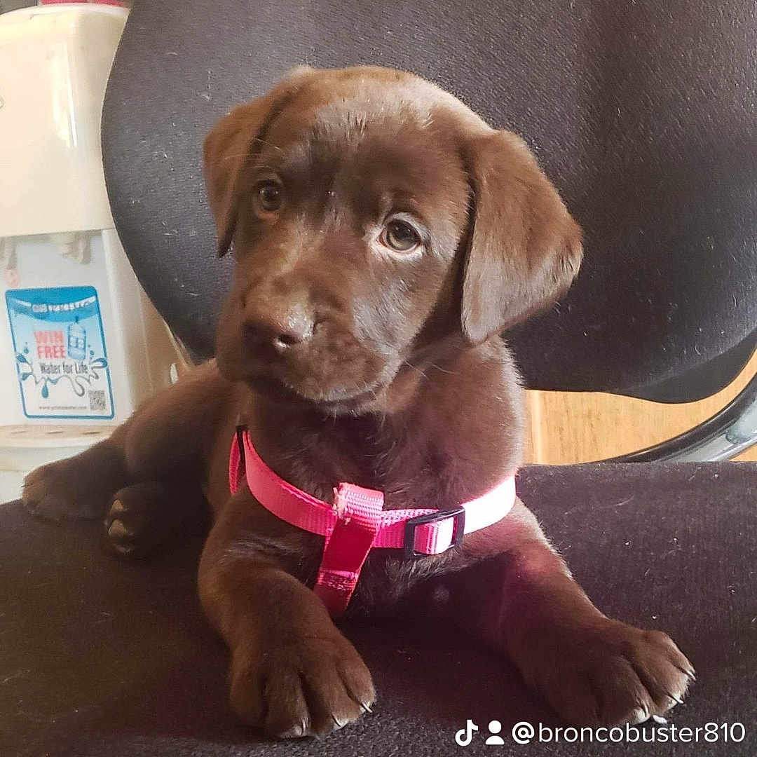Southern Bell joined the competition — help win amazing prizes! canidae, carnivore, collar, companion_dog, dog, dog_breed, dog_collar, fawn, household_supply, hunting_dog, liver, pet_supply, sporting_group, vertebrate, working_animal