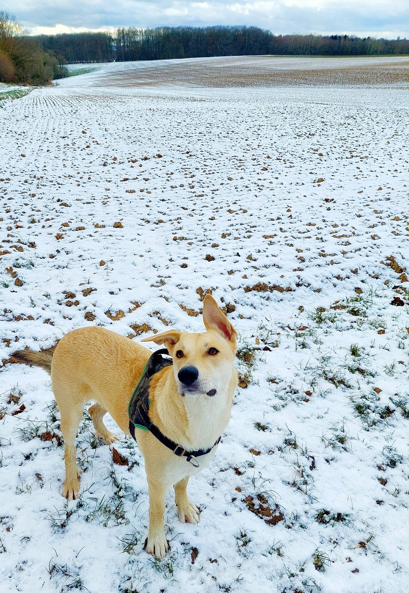 Guapa a rejoint le concours — aidez-le/la à gagner de superbes lots ! canidae, carnivore, cloud, companion_dog, dog, dog_breed, fawn, freezing, horizon, landscape, natural_landscape, plant, sky, snow, sporting_group, tail, tree, winter, working_animal, working_dog