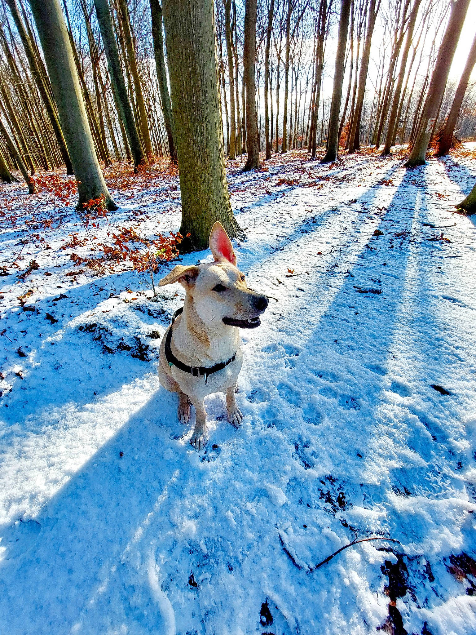 Guapa a rejoint le concours — aidez-le/la à gagner de superbes lots ! carnivore, companion_dog, dog, dog_breed, dog_supply, electric_blue, forest, freezing, mammal, natural_landscape, people_in_nature, plant, recreation, sky, slope, snow, sunlight, tree, winter, wood