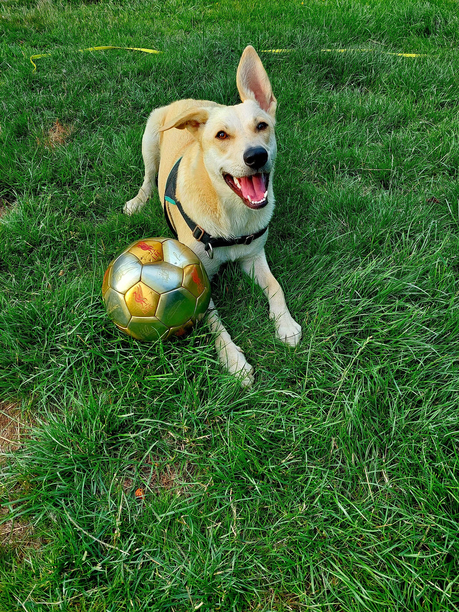 Guapa a rejoint le concours — aidez-le/la à gagner de superbes lots ! ball, carnivore, companion_dog, dog, dog_breed, dog_supply, dog_toy, football, grass, groundcover, lawn, people_in_nature, plant, recreation, soccer_ball, sports_equipment, sports_toy, tail, tennis_ball, toy