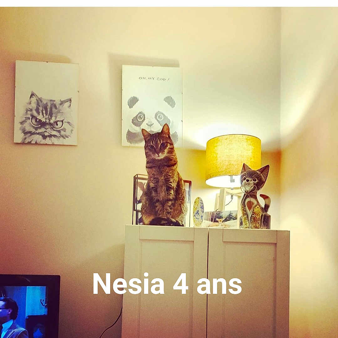Nesia participe au concours pour gagner de l'argent avec cette photo : art, cat, design, felidae, font, furniture, interior_design, iron, kitten, living_room, modern_art, orange, room, shelf, sky, small_to_medium_sized_cats, square, wall, wood, yellow