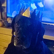 Pepsi participe au concours pour gagner de l'argent avec cette photo : animal, black_dog, blue_light, casual, cozy, crown, decorative_stones, dim_light, dog, ears, face, furniture, indoor, paper_crown, pet, portrait, sitting, snout, television, wooden_surface