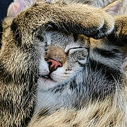 Croquette participe au concours pour gagner de l'argent avec cette photo : cat, tabby, sleeping, paw, fur, whiskers, nose, closed_eyes, cozy, blanket, indoor, cute, pet, resting, relaxed, close_up, feline, soft, comfort, animal