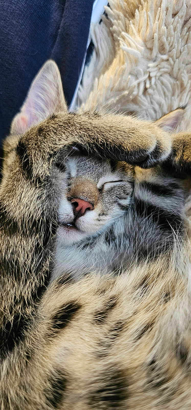 Croquette participe au concours pour gagner de l'argent avec cette photo : cat, tabby, sleeping, paw, fur, whiskers, nose, closed_eyes, cozy, blanket, indoor, cute, pet, resting, relaxed, close_up, feline, soft, comfort, animal