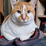 Goupix participe au concours pour gagner de l'argent avec cette photo : cat, ginger_cat, white_cat, slippers, indoor, pet, feline, closeup, floor, carpet, household, shoes, sitting, cute, domestic_cat, fur, whiskers, paws, resting, curious