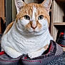 cat, ginger_cat, white_cat, slippers, indoor, pet, feline, closeup, floor, carpet, household, shoes, sitting, cute, domestic_cat, fur, whiskers, paws, resting, curious