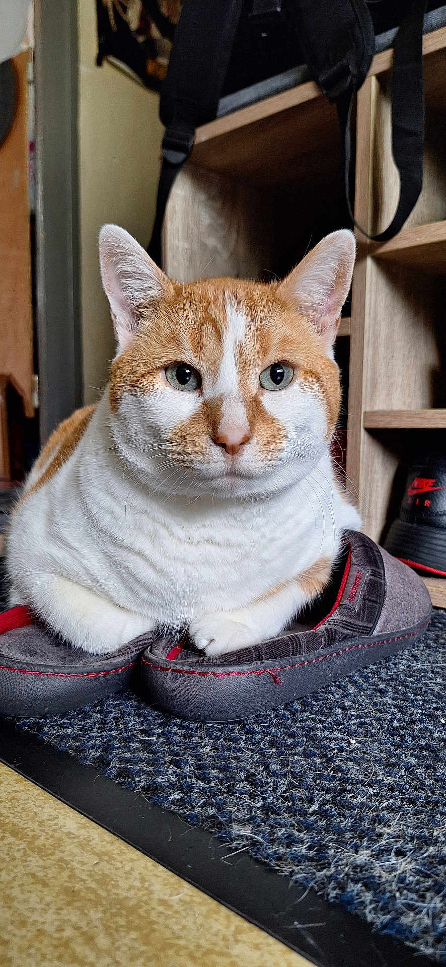 Goupix participe au concours pour gagner de l'argent avec cette photo : cat, ginger_cat, white_cat, slippers, indoor, pet, feline, closeup, floor, carpet, household, shoes, sitting, cute, domestic_cat, fur, whiskers, paws, resting, curious