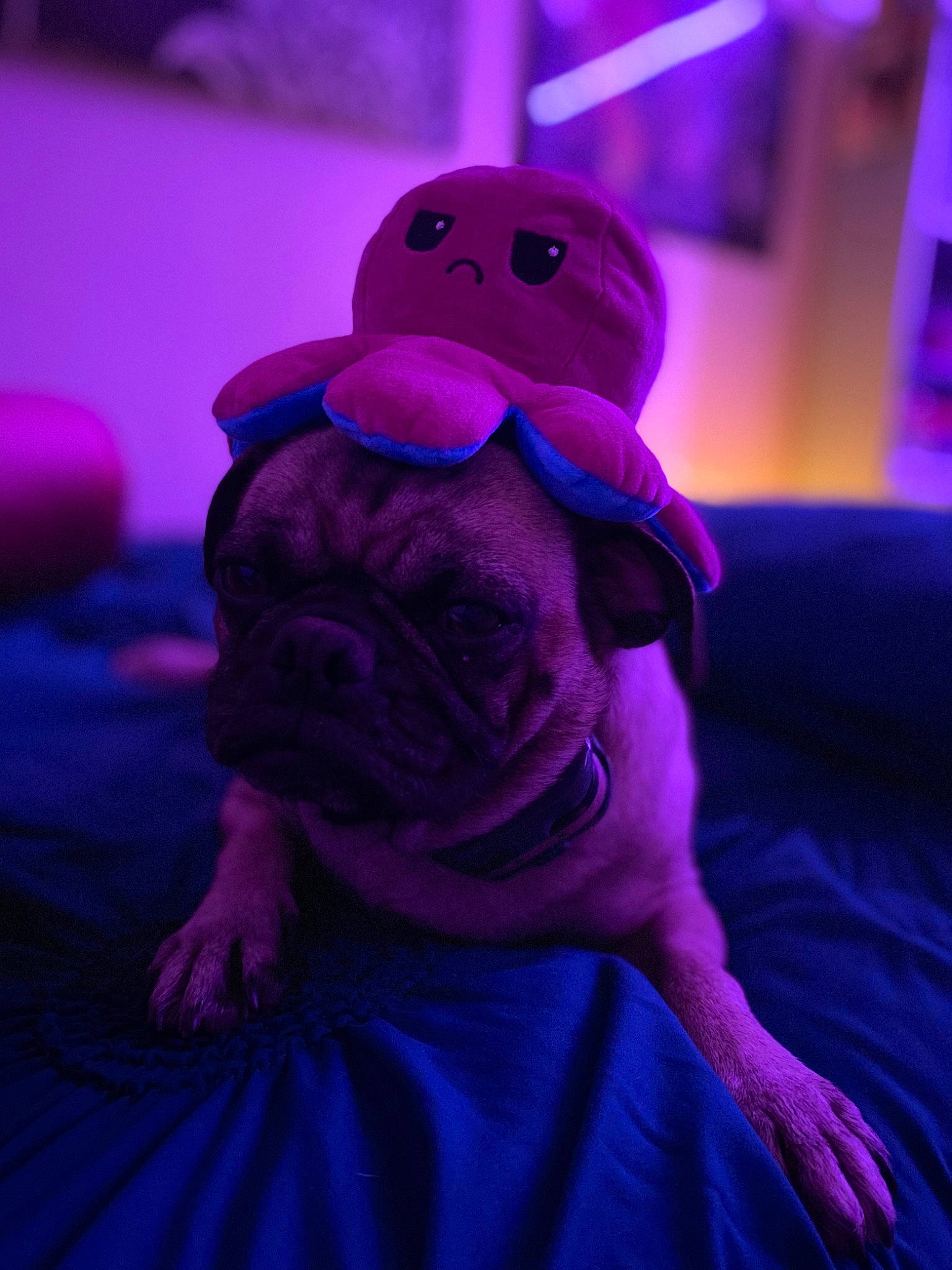Delly joined the competition — help win amazing prizes! baseball_cap, blue, cap, child, costume, electric_blue, entertainment, event, fun, hat, linens, magenta, personal_protective_equipment, pink, plush, purple, stuffed_toy, teddy_bear, toy, violet