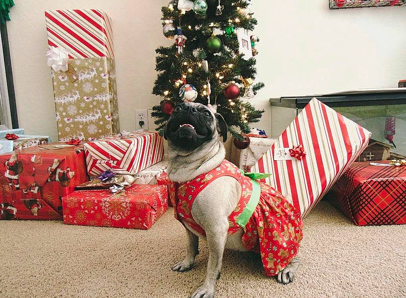 Delly joined the competition — help win amazing prizes! carnivore, christmas, christmas_decoration, christmas_eve, christmas_ornament, christmas_tree, companion_dog, decoration, dog, event, fawn, gift_wrapping, holiday, holiday_ornament, interior_design, living_room, ornament, red, tree, working_animal