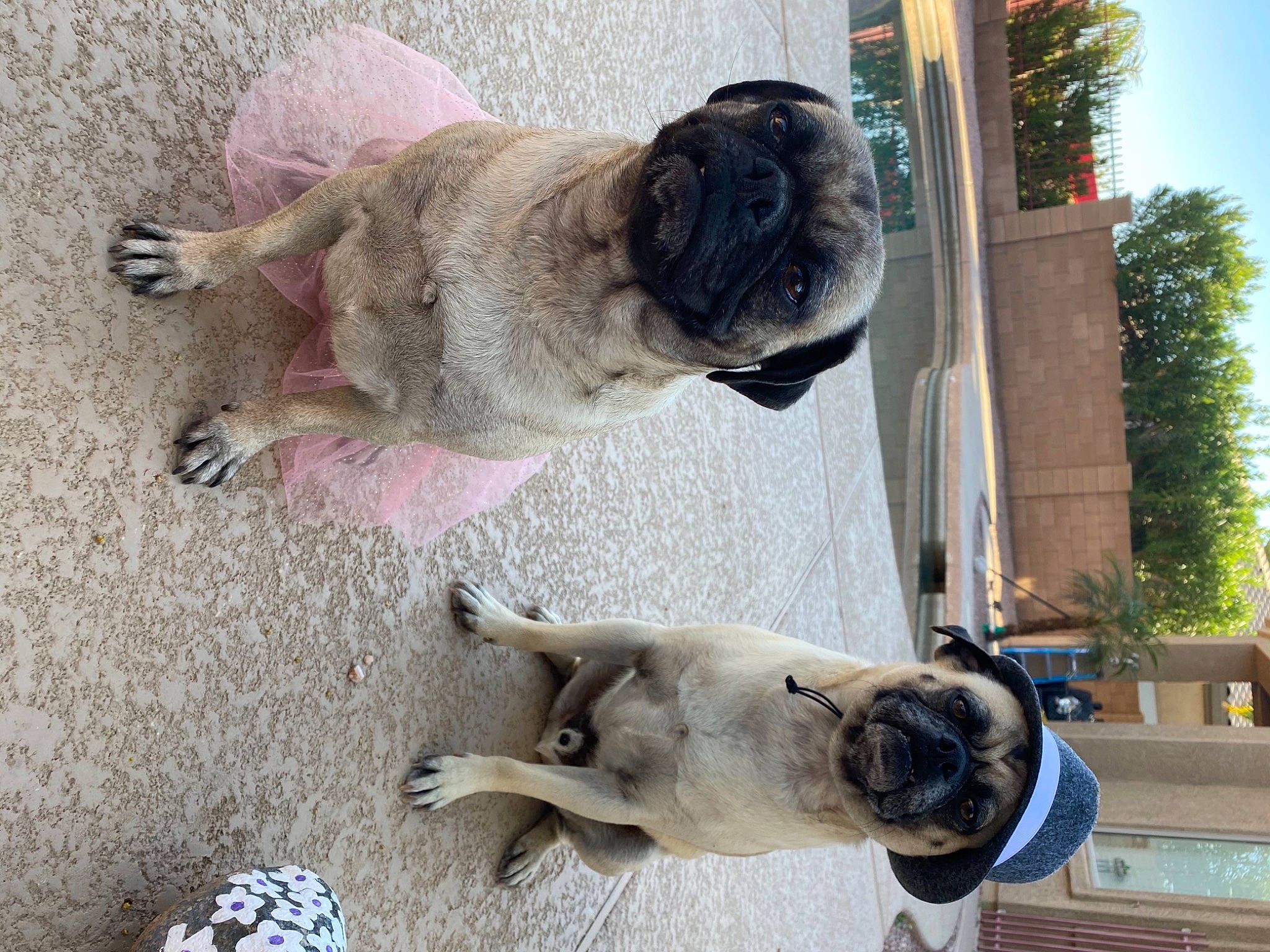 Delly is registered to the contest to win money with this photo: ancient_dog_breeds, canidae, carnivore, collar, companion_dog, dog, dog_breed, fawn, fur, non_sporting_group, pet_supply, plant, pug, sky, snout, sporting_group, tail, tree, working_animal, wrinkle