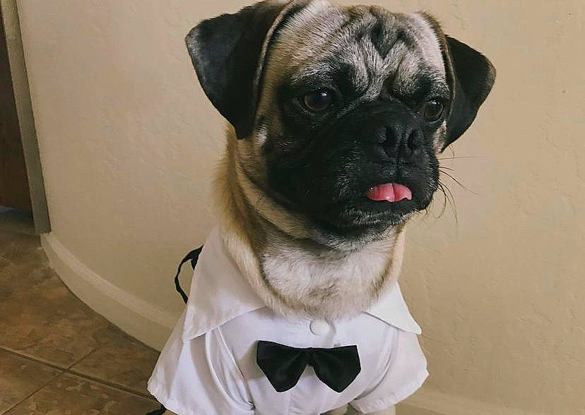 Gib is registered to the contest to win money with this photo: ancient_dog_breeds, canidae, carnivore, collar, companion_dog, dog, dog_breed, dog_collar, dog_supply, fawn, flooring, fur, pet_supply, pug, snout, sporting_group, toy_dog, whiskers, working_animal, wrinkle