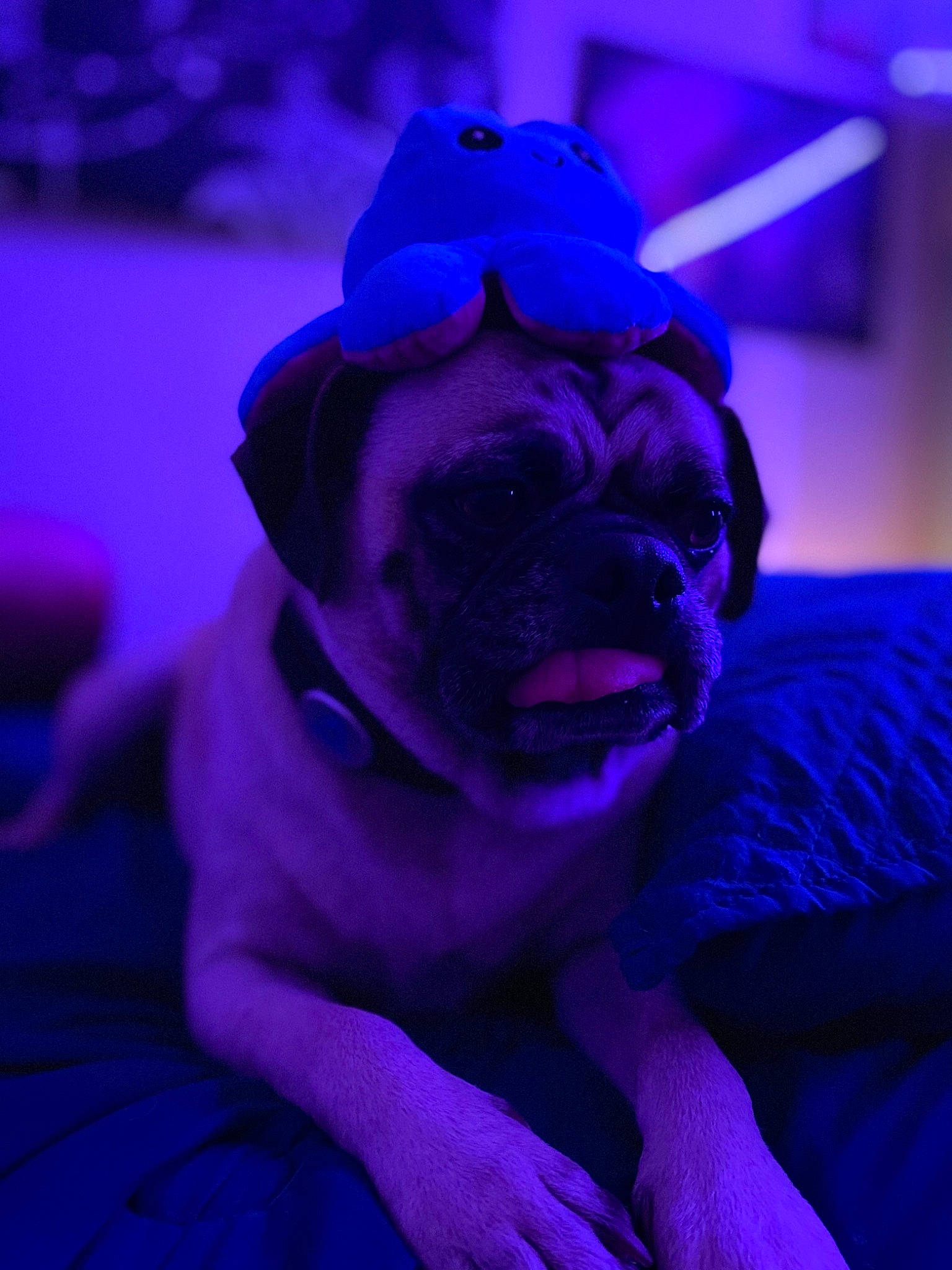 Gib is registered to the contest to win money with this photo: blue, darkness, dog_breed, electric_blue, entertainment, event, fawn, fictional_character, fun, fur, magenta, performance, petal, pink, plant, purple, rose_family, rose_order, toy, violet