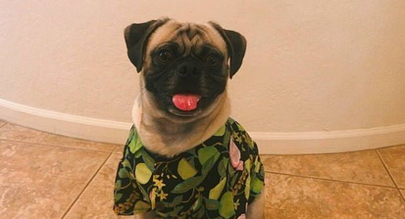 Gib is registered to the contest to win money with this photo: ancient_dog_breeds, canidae, carnivore, collar, companion_dog, dog, dog_breed, dog_collar, fawn, flooring, fur, pet_supply, pug, puppy, sporting_group, toy_dog, whiskers, working_animal, working_dog, wrinkle