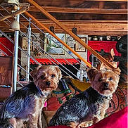 Jazzy a rejoint le concours — aidez-le/la à gagner de superbes lots ! animal, companion, couch, cozy, curious, decor, dog, furniture, home_interior, indoor, lamp, pet, picture_frame, portrait, red_blanket, small_dog, stairs, two_dogs, wooden_beams, yorkshire_terrier