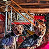 animal, companion, couch, cozy, curious, decor, dog, furniture, home_interior, indoor, lamp, pet, picture_frame, portrait, red_blanket, small_dog, stairs, two_dogs, wooden_beams, yorkshire_terrier