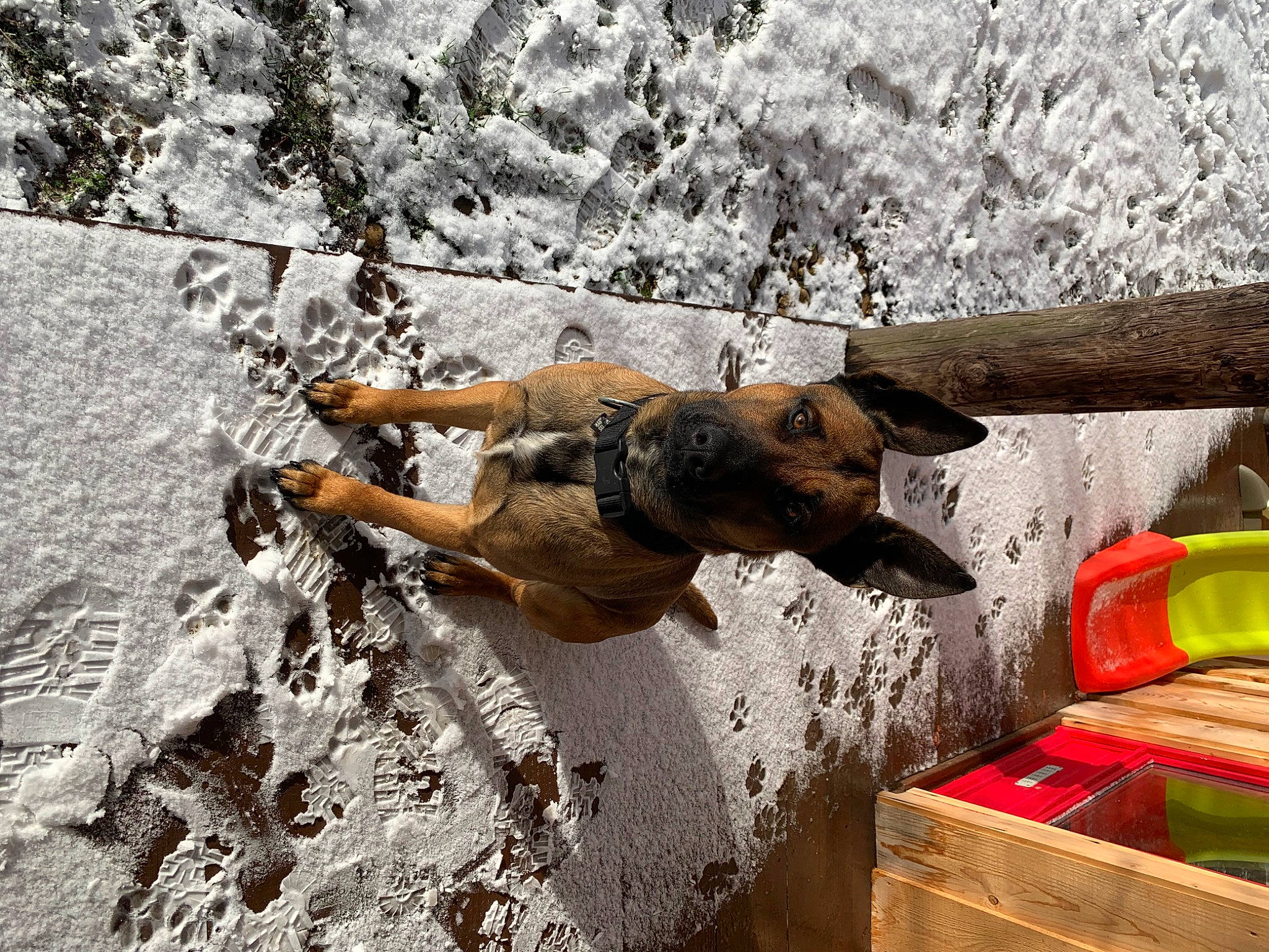 Cambouis a rejoint le concours — aidez-le/la à gagner de superbes lots ! bedrock, box, carnivore, dog, dog_breed, landscape, pack_animal, recreation, rock, soil, sporting_group, street_dog, tail, terrestrial_animal, trunk, wildlife, wood, working_animal