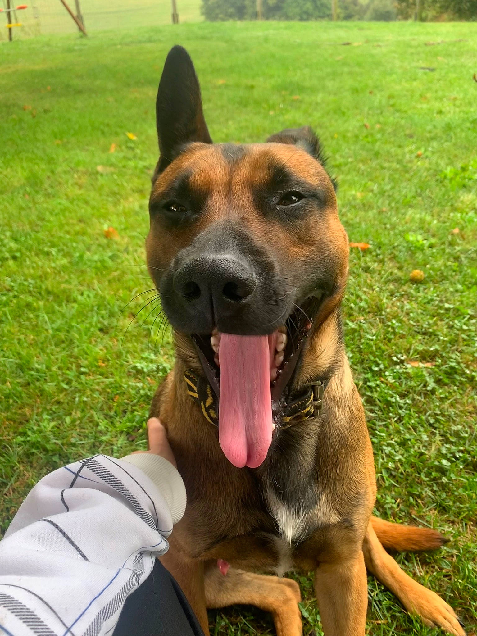 Cambouis participe au concours pour gagner de l'argent avec cette photo : biting, canidae, carnivore, collar, companion_dog, dog, dog_breed, dog_collar, dog_supply, fawn, grass, grassland, herding_dog, pet_supply, plant, snout, sporting_group, tree, working_animal, working_dog