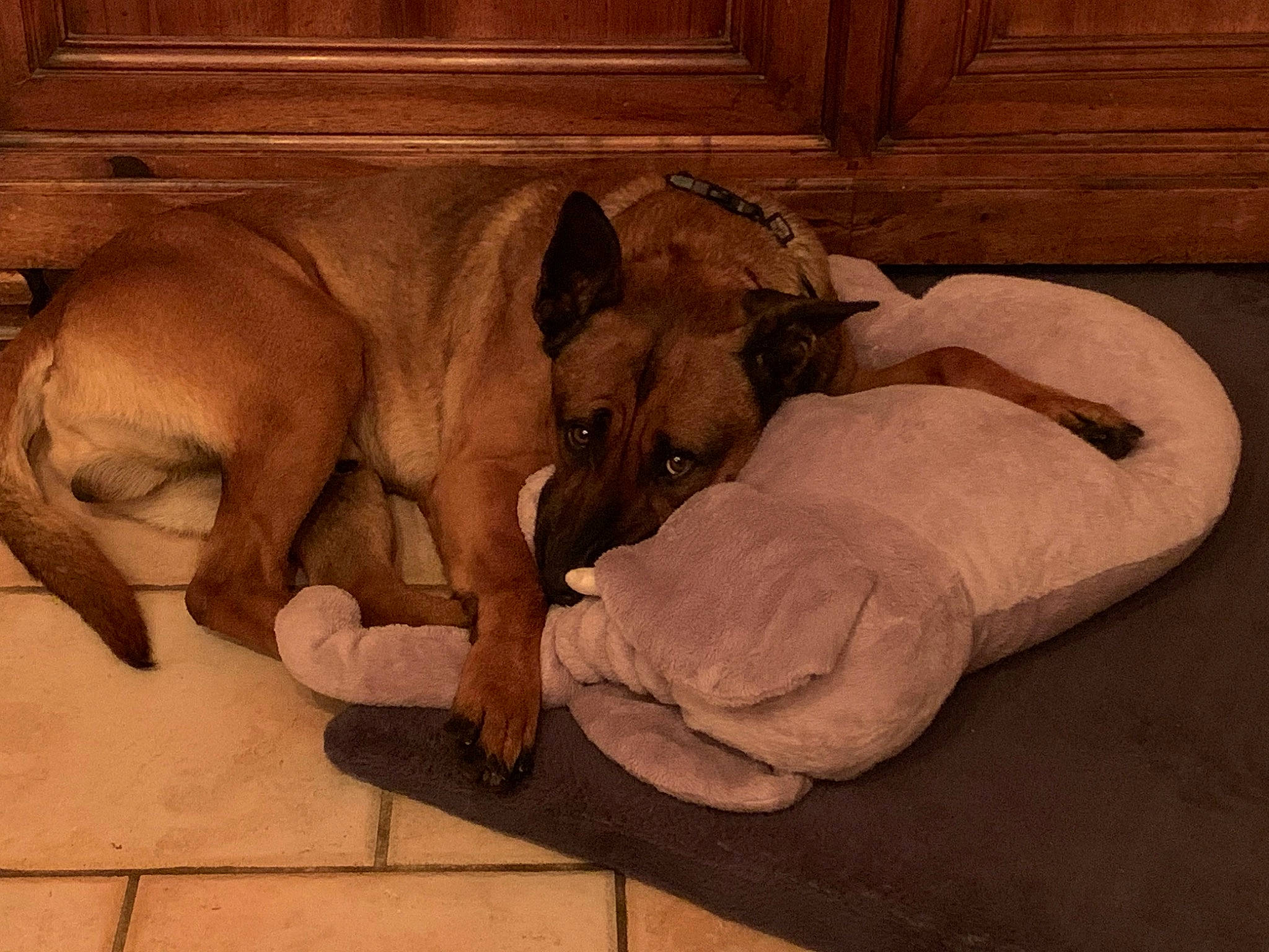 Cambouis participe au concours pour gagner de l'argent avec cette photo : canidae, carnivore, comfort, companion_dog, dog, dog_bed, dog_breed, dog_supply, fawn, flooring, foot, hardwood, paw, pet_supply, snout, sporting_group, terrestrial_animal, wood, working_animal, wrinkle