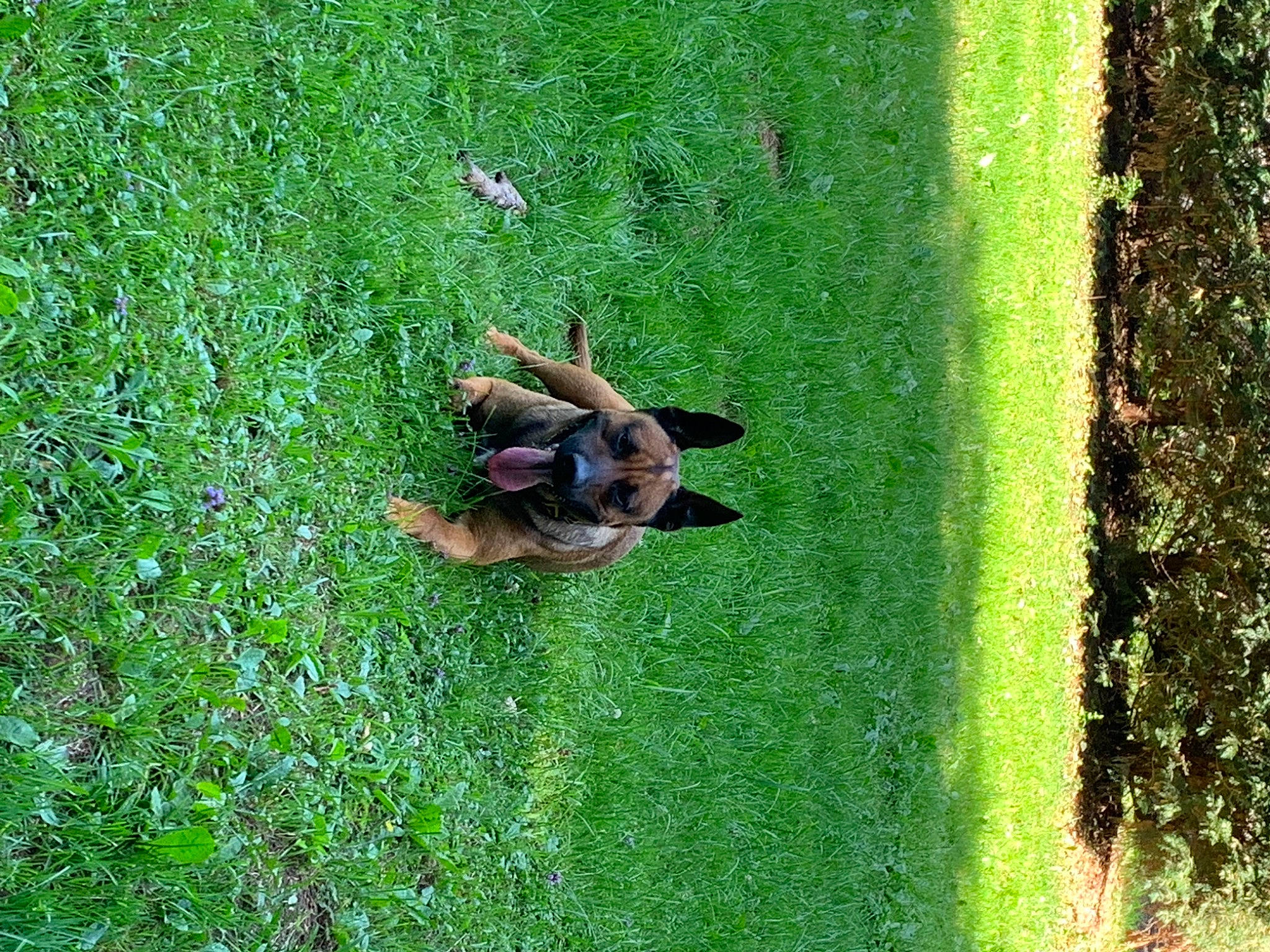 Cambouis participe au concours pour gagner de l'argent avec cette photo : garden, grass, grass_family, grassland, green, groundcover, landscape, lawn, pasture, people_in_nature, plant, shrub, soil, terrestrial_animal, terrestrial_plant, tree, trunk, wildlife, wood, yard