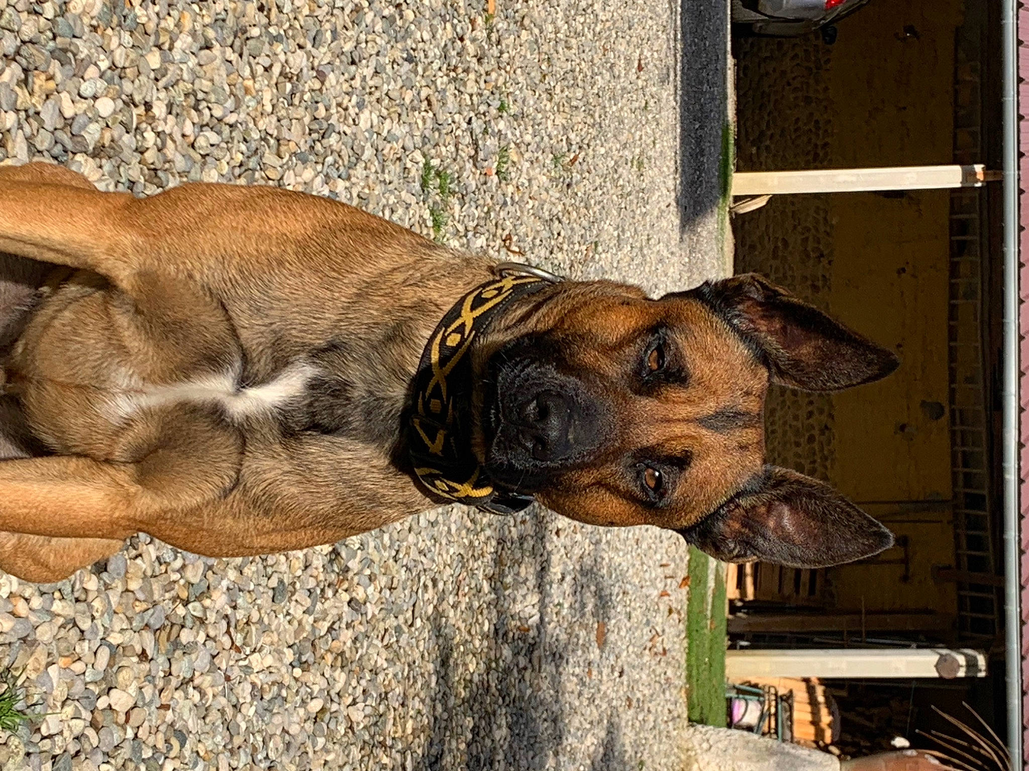 Cambouis a rejoint le concours — aidez-le/la à gagner de superbes lots ! art, biting, canidae, carnivore, collar, dog, dog_breed, dog_collar, fawn, fur, guard_dog, liver, plant, snout, sporting_group, tail, terrestrial_animal, wildlife, wood, working_animal