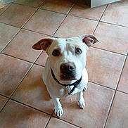 Link participe au concours pour gagner de l'argent avec cette photo : dog, white_dog, pet, animal, sitting, indoors, tile_floor, tiled_floor, floppy_ears, brown_ears, black_nose, collar, leash, wide_eyed, looking_at_camera, portrait, home, floor, doorway, cute
