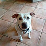 dog, white_dog, pet, animal, sitting, indoors, tile_floor, tiled_floor, floppy_ears, brown_ears, black_nose, collar, leash, wide_eyed, looking_at_camera, portrait, home, floor, doorway, cute