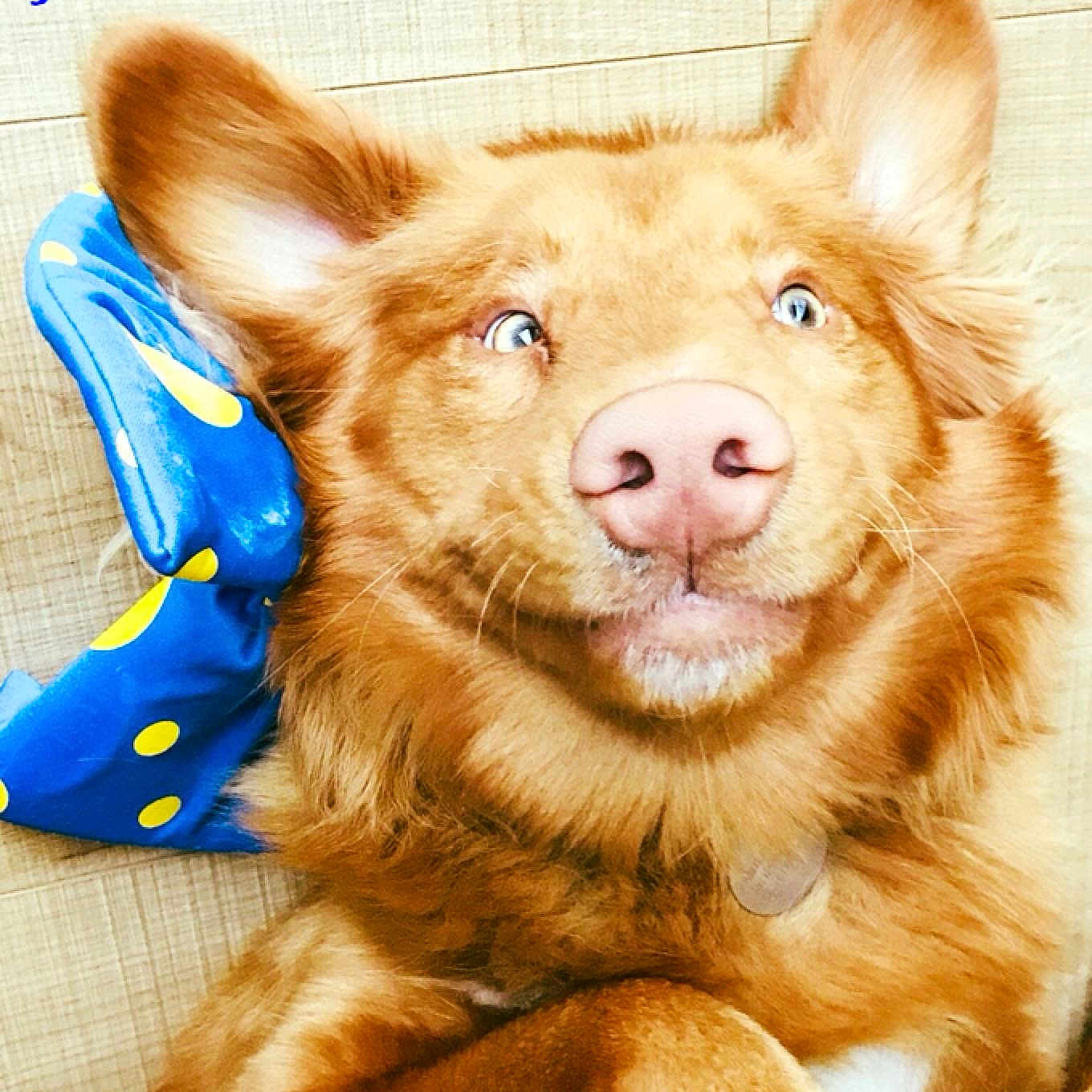Milo