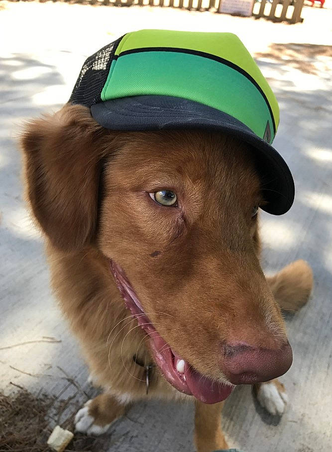 Milo a rejoint le concours — aidez-le/la à gagner de superbes lots ! brown, carnivore, collar, dog, dog_breed, dog_collar, fur, jaw, leash, liver, organ, pet_supply, skin, snout, sporting_group, tongue, tooth, vertebrate, whiskers, working_animal