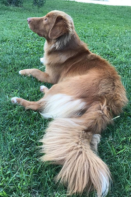 Milo a rejoint le concours — aidez-le/la à gagner de superbes lots ! canidae, carnivore, collar, companion_dog, dog, dog_breed, dog_collar, dog_supply, fawn, fur, grass, grass_family, groundcover, gun_dog, lawn, liver, snout, sporting_group, tail, working_animal