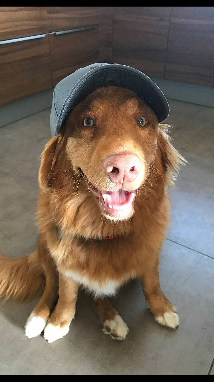 Milo a rejoint le concours — aidez-le/la à gagner de superbes lots ! brown, canidae, carnivore, companion_dog, dog, dog_breed, fawn, floor, fur, jaw, liver, mammal, pet_supply, skin, snout, sporting_group, tan, tongue, vertebrate, working_animal