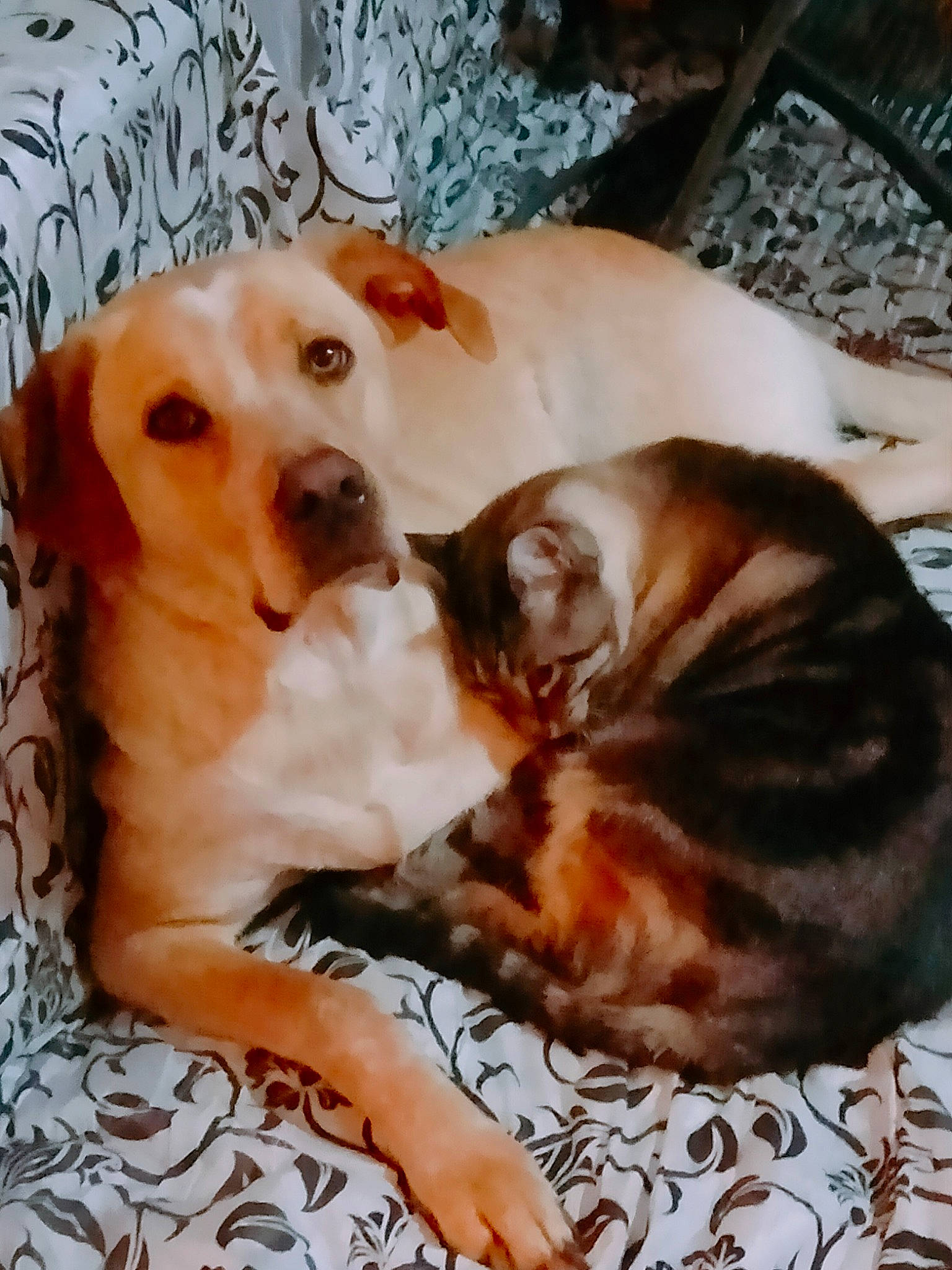 Osca participe au concours pour gagner de l'argent avec cette photo : canidae, carnivore, comfort, companion_dog, dog, dog_breed, fawn, felidae, fur, paw, photo_caption, puggle, puppy_love, small_to_medium_sized_cats, snout, sporting_group, tail, whiskers, wood, working_animal