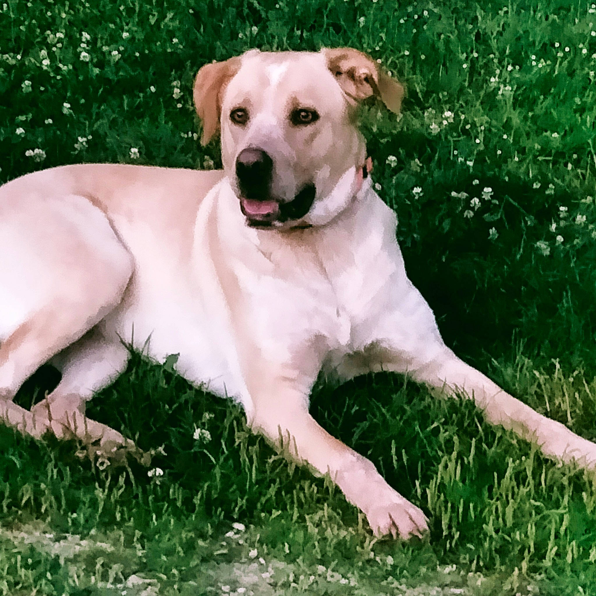 Osca a rejoint le concours — aidez-le/la à gagner de superbes lots ! ancient_dog_breeds, canidae, carnivore, collar, companion_dog, dog, dog_breed, dog_collar, fawn, grass, grassland, gun_dog, hunting_dog, non_sporting_group, plant, sporting_group, tail, terrestrial_animal, working_animal, working_dog