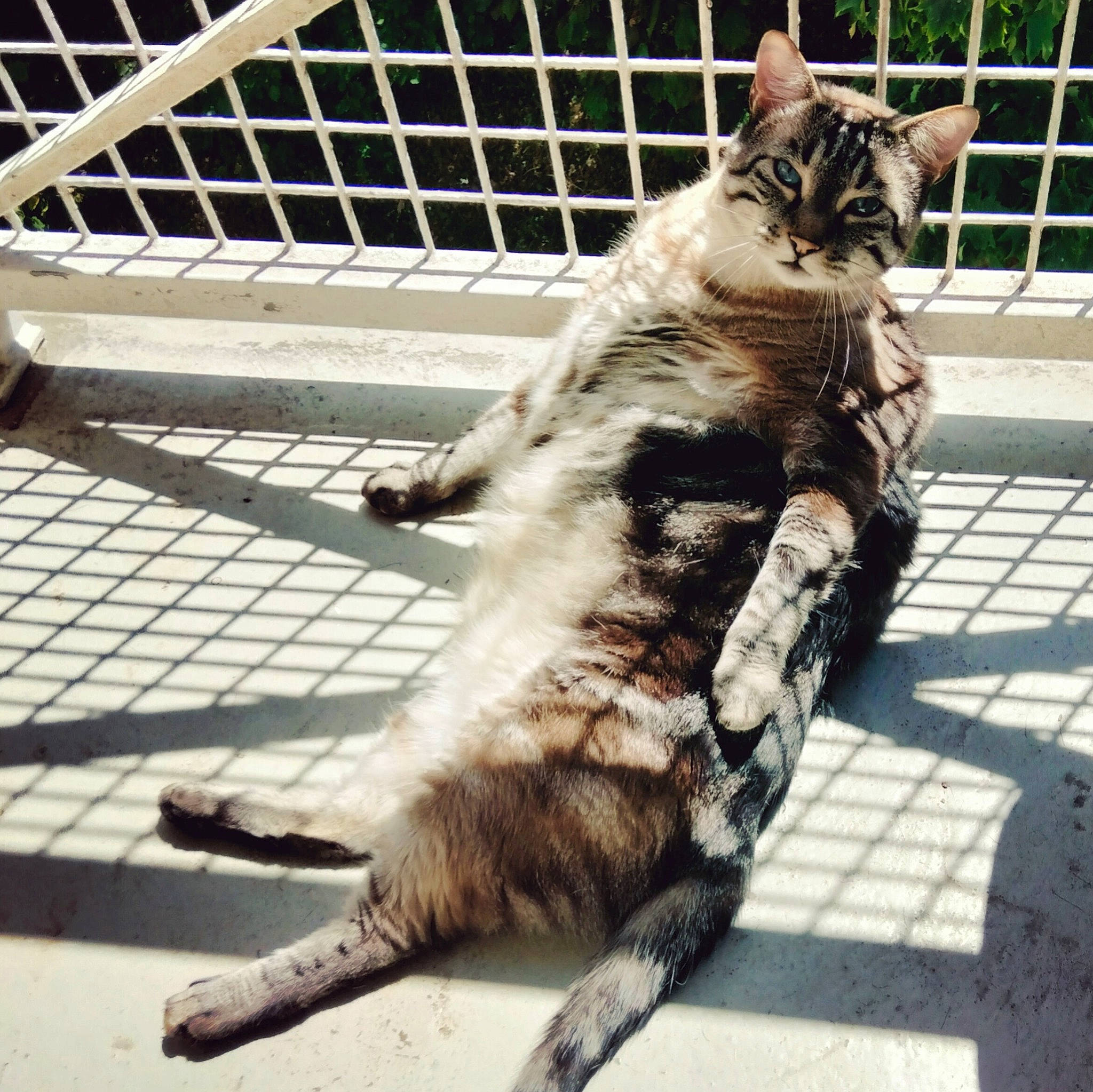 Smiley participe au concours pour gagner de l'argent avec cette photo : animal_shelter, carnivore, cat, claw, domestic_short_haired_cat, felidae, fence, fur, leash, mesh, metal, paw, road_surface, shadow, sitting, small_to_medium_sized_cats, street, tail, terrestrial_animal, whiskers