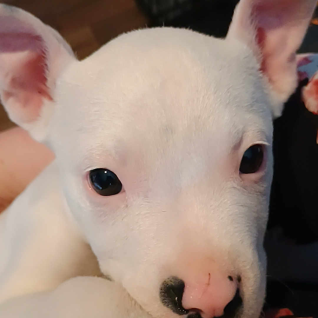 Akari joined the competition — help win amazing prizes! black_spot, blanket, close_up, cozy, crate, cute, dog, ears, eyes, floor, indoor, nose, paw, pet, portrait, puppy, resting_pose, soft_texture, whiskers, white_fur