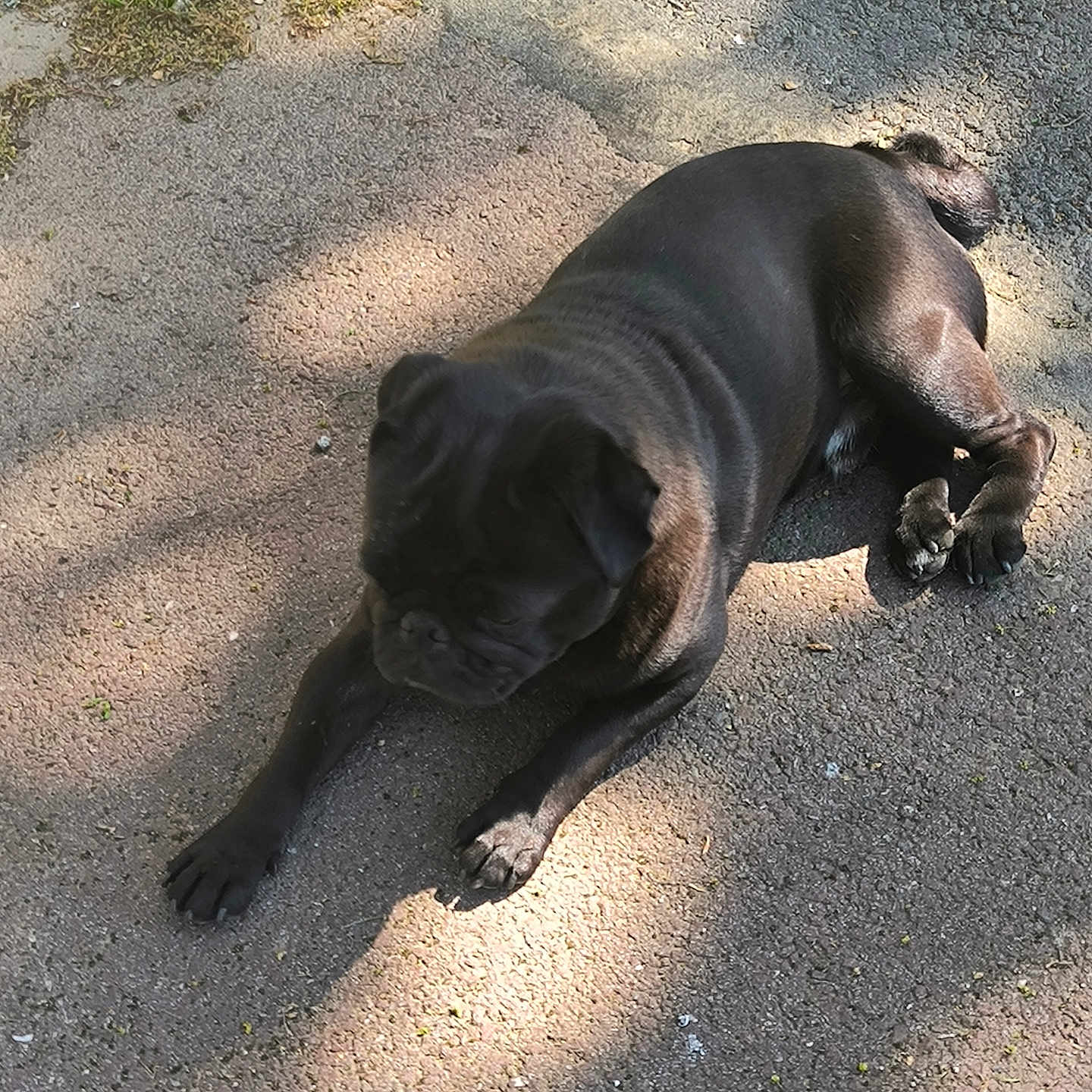 Ramses participe au concours pour gagner de l'argent avec cette photo : animal, boxer, bulldog, canine, dog, frenchbulldog, hound, labradorretriever, leash, path, person, pet, pitbull, pug, puppy, sleeping, snout, soil
