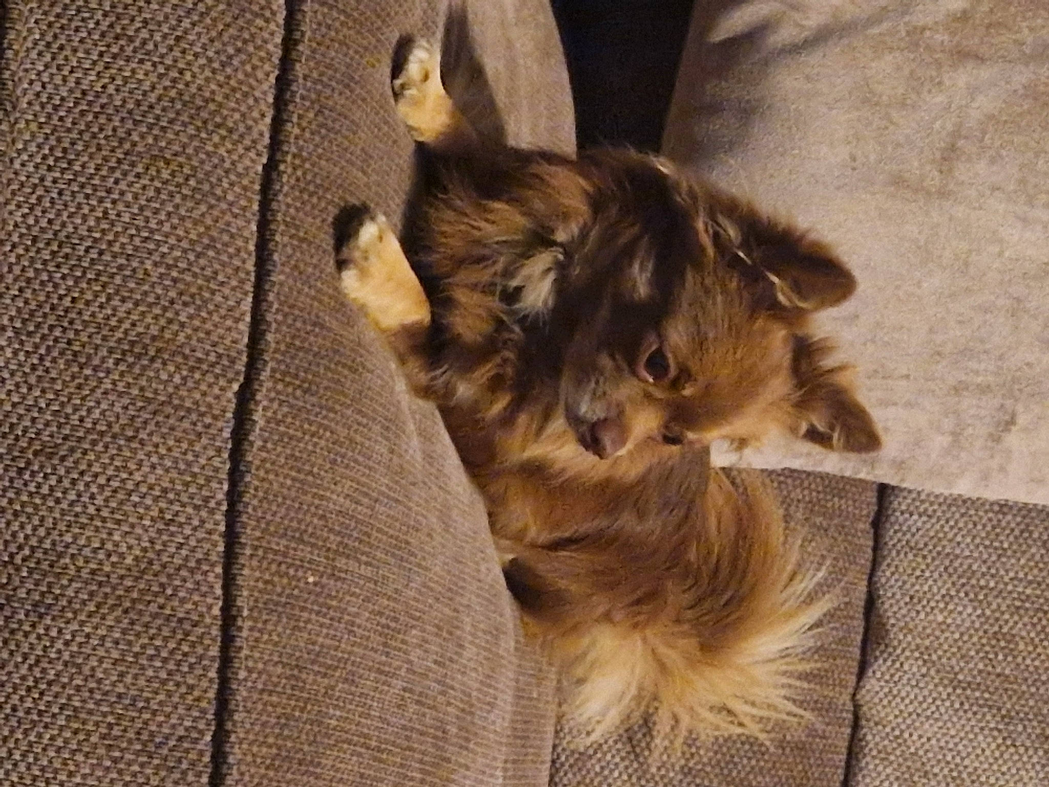 Bear joined the competition — help win amazing prizes! canidae, carnivore, companion_dog, dog, dog_breed, dog_supply, fawn, felidae, fur, liver, nap, paw, small_to_medium_sized_cats, snout, sporting_group, tail, terrier, toy_dog, whiskers, wood