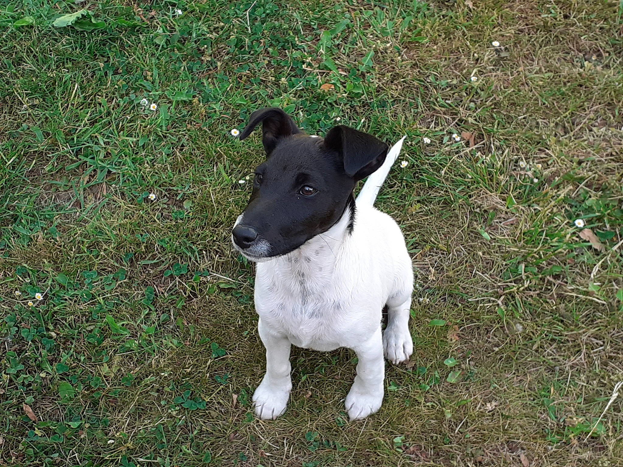 Floky participe au concours pour gagner de l'argent avec cette photo : canidae, carnivore, collar, companion_dog, dog, dog_breed, grass, groundcover, hunting_dog, non_sporting_group, plant, sporting_group, tail, terrestrial_animal, terrier, whiskers, working_animal