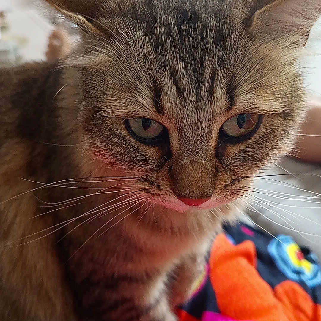 Nala