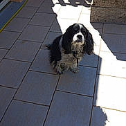 Moka a rejoint le concours — aidez-le/la à gagner de superbes lots ! dog, black_and_white, pet, outdoor, patio, tiles, sunlight, shadow, garden, gate, hose, small_dog, curious, sitting, looking_up, animal, fur, ears, whiskers, companionship