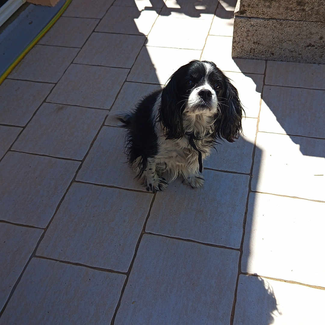 Moka a rejoint le concours — aidez-le/la à gagner de superbes lots ! dog, black_and_white, pet, outdoor, patio, tiles, sunlight, shadow, garden, gate, hose, small_dog, curious, sitting, looking_up, animal, fur, ears, whiskers, companionship