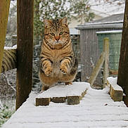 Juste participe au concours pour gagner de l'argent avec cette photo : animal, cat, close_up, daylight, falling_snow, fence, fur, green_eyes, nature, outdoor, pet, playful, pounce, shed, snow, tabby_cat, tree, whiskers, winter, wooden_platform