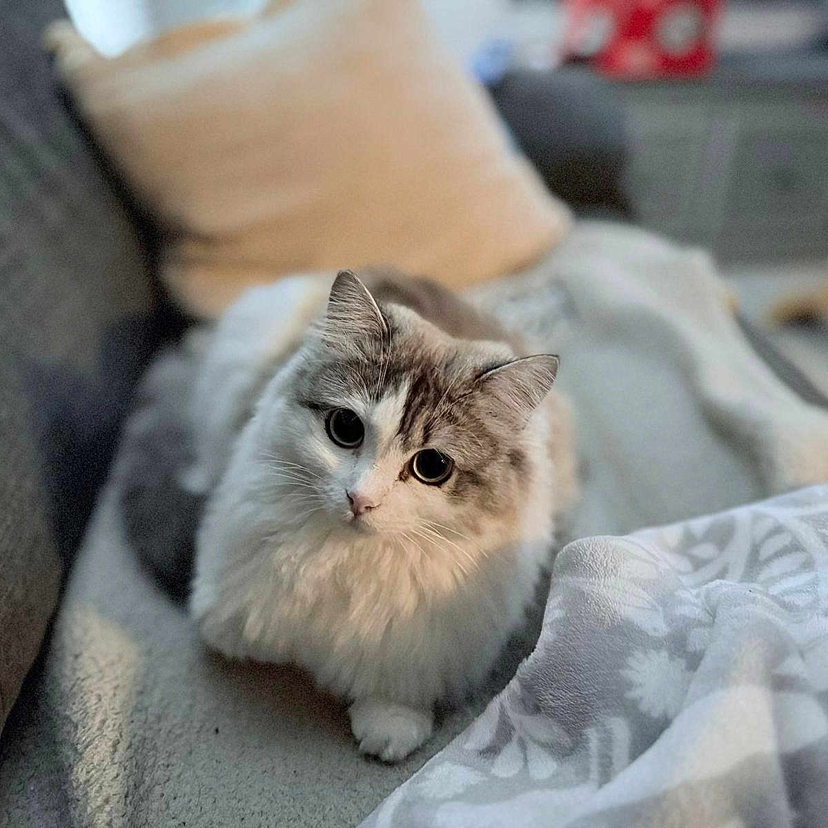 Biscuit is registered to the contest to win money with this photo: animal, blanket, cat, comfort, cozy, curious, cute, fluffy, fur, furniture, gray, home, indoor, paws, pet, portrait, relaxing, sofa, whiskers, white