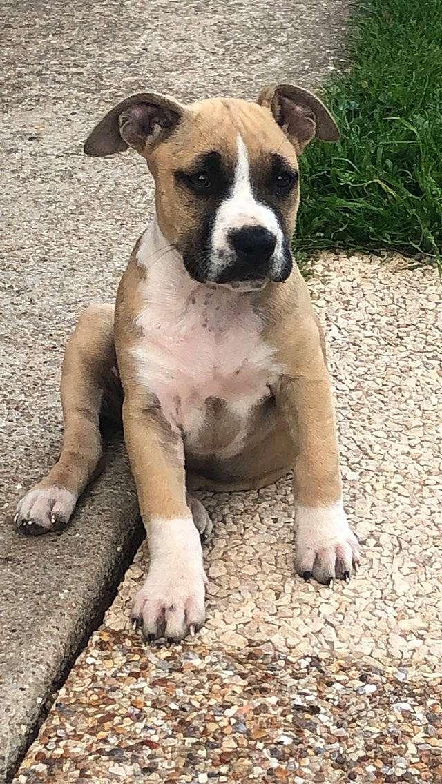 Nikita participe au concours pour gagner de l'argent avec cette photo : ancient_dog_breeds, canidae, carnivore, companion_dog, dog, dog_breed, fawn, grass, molosser, non_sporting_group, paw, plant, road_surface, snout, soil, sporting_group, terrestrial_animal, whiskers, working_animal, working_dog