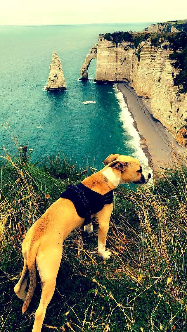 Nikita participe au concours pour gagner de l'argent avec cette photo : azure, carnivore, companion_dog, dog, dog_breed, fawn, fun, grass, happy, knee, lake, landscape, leisure, mountain, people_in_nature, sunglasses, thigh, travel, trunk, water