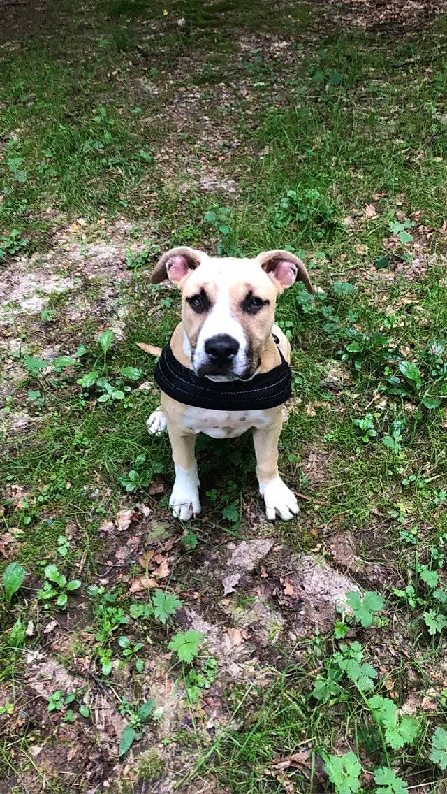 Nikita participe au concours pour gagner de l'argent avec cette photo : adventure, canidae, carnivore, companion_dog, dog, dog_breed, dog_clothes, dog_collar, fawn, garden, grass, groundcover, plant, snout, soil, sporting_group, tail, terrier, toy_dog, working_animal