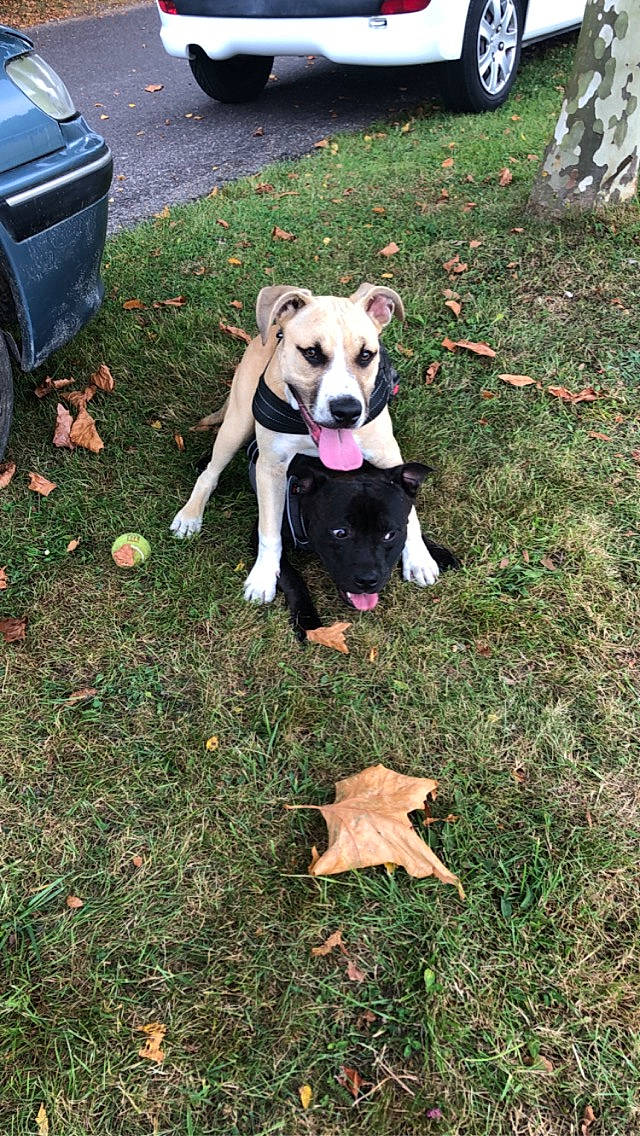 Nikita a rejoint le concours — aidez-le/la à gagner de superbes lots ! automotive_exterior, automotive_tire, car, carnivore, companion_dog, dog, dog_breed, dog_collar, fender, grass, lawn, mammal, plant, tail, tire, vehicle, vehicle_door, vehicle_registration_plate, vertebrate, wheel