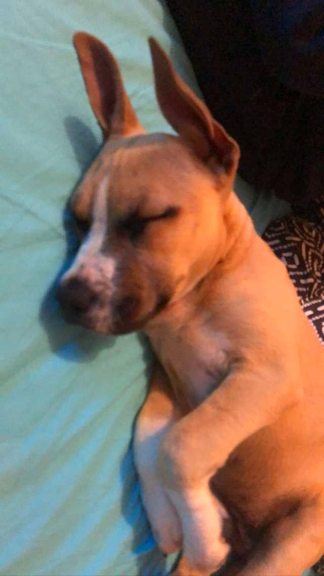 Nikita a rejoint le concours — aidez-le/la à gagner de superbes lots ! ancient_dog_breeds, canidae, carnivore, companion_dog, dog, dog_breed, dog_supply, ear, fawn, fur, liver, non_sporting_group, snout, sporting_group, tail, terrestrial_animal, whiskers, wood, working_animal, working_dog