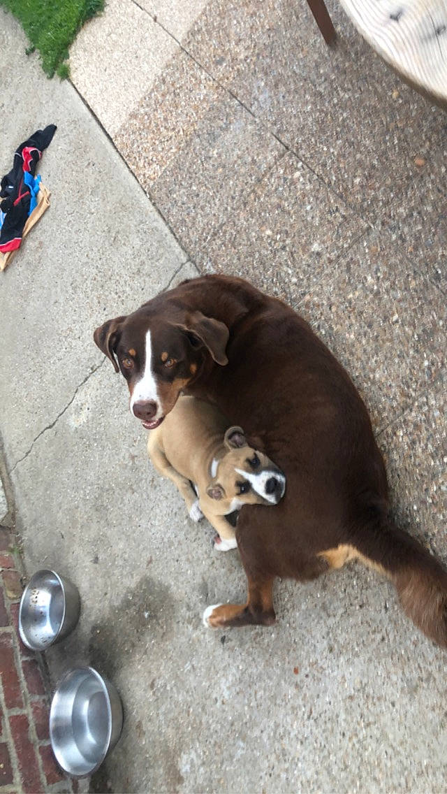 Nikita a rejoint le concours — aidez-le/la à gagner de superbes lots ! asphalt, canidae, carnivore, collar, companion_dog, dog, dog_breed, fawn, flooring, kitchen_utensil, leash, paw, road_surface, sidewalk, snout, spoon, sporting_group, tail, working_animal, working_dog